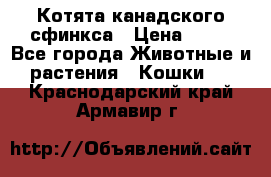 Котята канадского сфинкса › Цена ­ 15 - Все города Животные и растения » Кошки   . Краснодарский край,Армавир г.